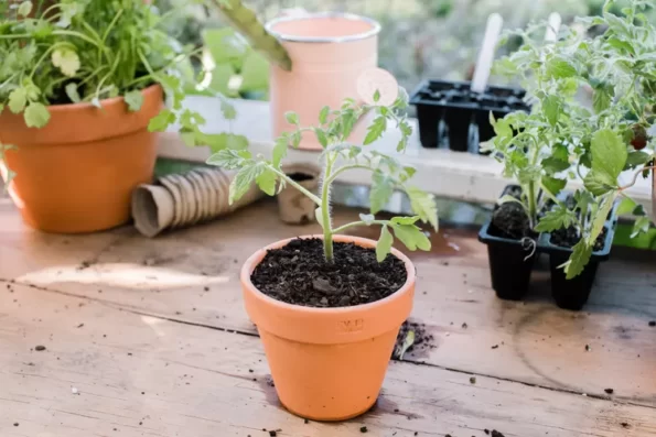 Вырастить томаты из семян простая, но подробная инструкция